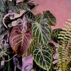 Логотип телеграм канала @densplants — Den’s plants