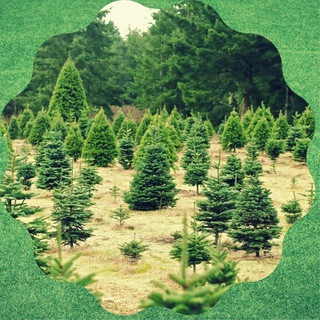 Логотип телеграм канала @deples67 — Департамент лесного хозяйства 67🌲