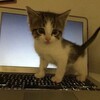 Логотип телеграм канала @depytatkas — asya