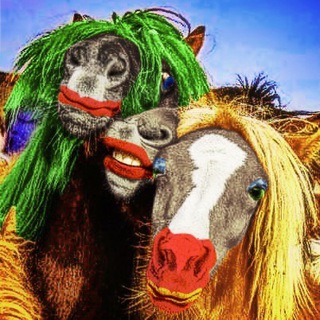 Logo des Telegrammkanals der_flachsstall - Der Flachs-Stall