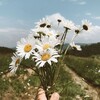 Логотип телеграм канала @derevenskie_tsvety — Деревенские цветы Цветочная ферма