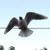 Логотип телеграм канала @derishches — Derishches