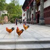 Логотип телеграм канала @development_spirit — Путь Духа
