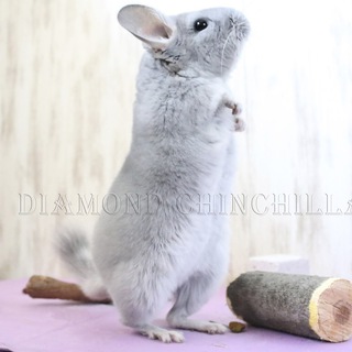 Логотип телеграм канала @diamondchinchilla_channel — Diamond Chinchilla канал
