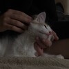 Логотип телеграм канала @diashkinsbb — Пластичное бревно