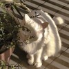 Логотип телеграм канала @dibracelets — Di Bracelets | фенечки на заказ 🤍