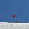 لوگوی کانال تلگرام didemah — دیدمَه