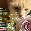 Логотип телеграм канала @didgad — дорогая, мне наплевать