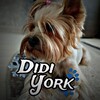 Логотип телеграм канала @didiyorkfb — Конкурсы от Диди