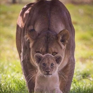 Лагатып тэлеграм-канала diewahrheitkommt — DieWahrheitKommt