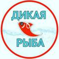 Logo del canale telegramma dikayaribaa - Дикая Рыба UZB