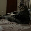Логотип телеграм канала @dikiyyy666 — Dikiyyyyyyy
