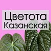 Логотип телеграм канала @dinaplants — Цветота Казанская🪴