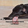 Логотип телеграм канала @dinner4dogs — Обед для грейхаундов и не только