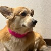 Логотип телеграм канала @dinodoggy — ИССУША🎀