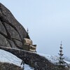 Логотип телеграм канала @director_lesa — ДИРЕКТОР ЛЕСА🌲