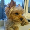 Логотип телеграм канала @direktordha — Barnya🐶🌷