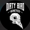 Logo of telegram channel dirtybirdsgenetics — DIRTY BIRD 🦅 GENETICS