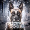 Логотип телеграм канала @discoverdog — ᴅɪsᴄᴏᴠᴇʀ•ᴅᴏɢsᶜʰᵃᶰᶰᵉᶫ