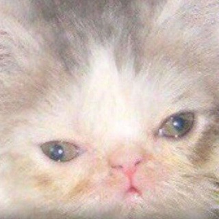 Логотип телеграм канала @disturbedcats — Дистурбед