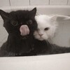 Логотип телеграм канала @disyxus — ₊˚⊹ᴀʏᴀᴠᴠ₊⋆ ˚