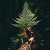 Логотип телеграм канала @diva_raa — 🌲ЛЕС ДУШИ🌙 ДИВА РА🌙