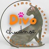 Логотип телеграм канала @divo_chudnoe_oriental — DiVO CHUDNOE питомник | КОТЯТА ОРИЕНТАЛЫ