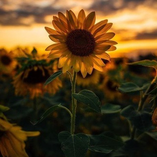 Telegram channel Diyora | Blog 🌿🌻 logo
