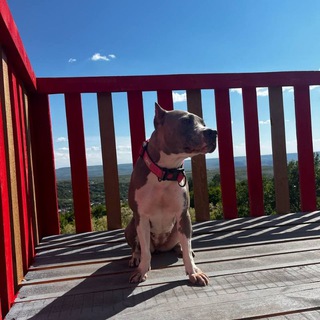 Логотип телеграм канала @djo_staff — ~AmstaffDjoli~