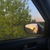Логотип телеграм канала @dksvoi — Свои 🗽