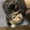 Логотип телеграм канала @dlopencats — коты