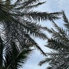 Логотип телеграм канала @dmakhovaa — ðiana