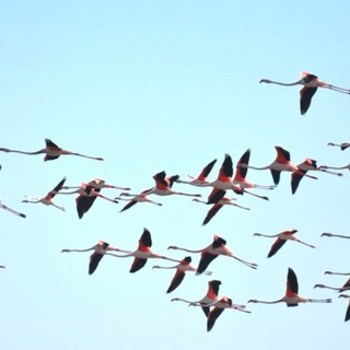 Logo of telegram channel dmo_karakalpakstan — Destination-Karakalpakstan