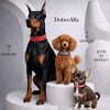 Логотип телеграм канала @doberalfa — Доберман Альфа 🐾