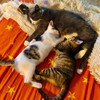 Логотип телеграм канала @dobralapki — Приют для животных «Добрые лапки» Хабаровск