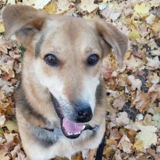 Логотип телеграм канала @dog_called_sky — Dog.called.Sky