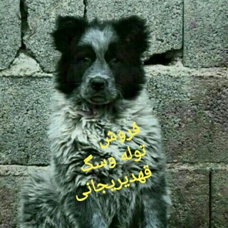 Logo of telegram channel dog_land — 🐶dag land🐶