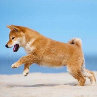 电报频道的标志 dog_run — 狗子日记