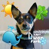 Logo of telegram channel dog_fork_fork — 🍀Dwor•~•Fork🐳