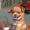 Логотип телеграм канала @dog_funtik — ФУНТИК и его друзья
