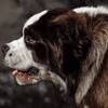 Logo of telegram channel dog_mania — DOG MANIA🐕