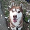 Логотип телеграм канала @dog_territory — ТерриторияСобак