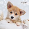 Логотип телеграм -каналу dog_ukraine — 🐶 Собаки Україна | Прилаштування та продаж | e-pet