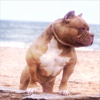 Логотип телеграм канала @dogamericanbully — Питомник собак Американский булли Sonraise Sunny Dog