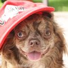 Логотип телеграм канала @dogareangels — Уникальность его точек🔥