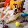 Логотип телеграм канала @dogbraingames — Развивающие игры для собак🧩🏐🪆