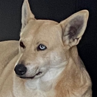 Logotipo del canal de telegramas doggoposting - Doggo Posting