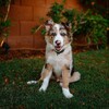 Logo of telegram channel doggy_populars — 𝐀𝐍𝐈𝐌𝐀𝐋 𝐈𝐒𝐋𝐀𝐍𝐃
