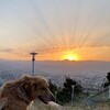 Logo of telegram channel dogheawen — DOG HEAVEN