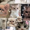 Логотип телеграм канала @dogi_sol — Cat